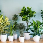 Houseplants